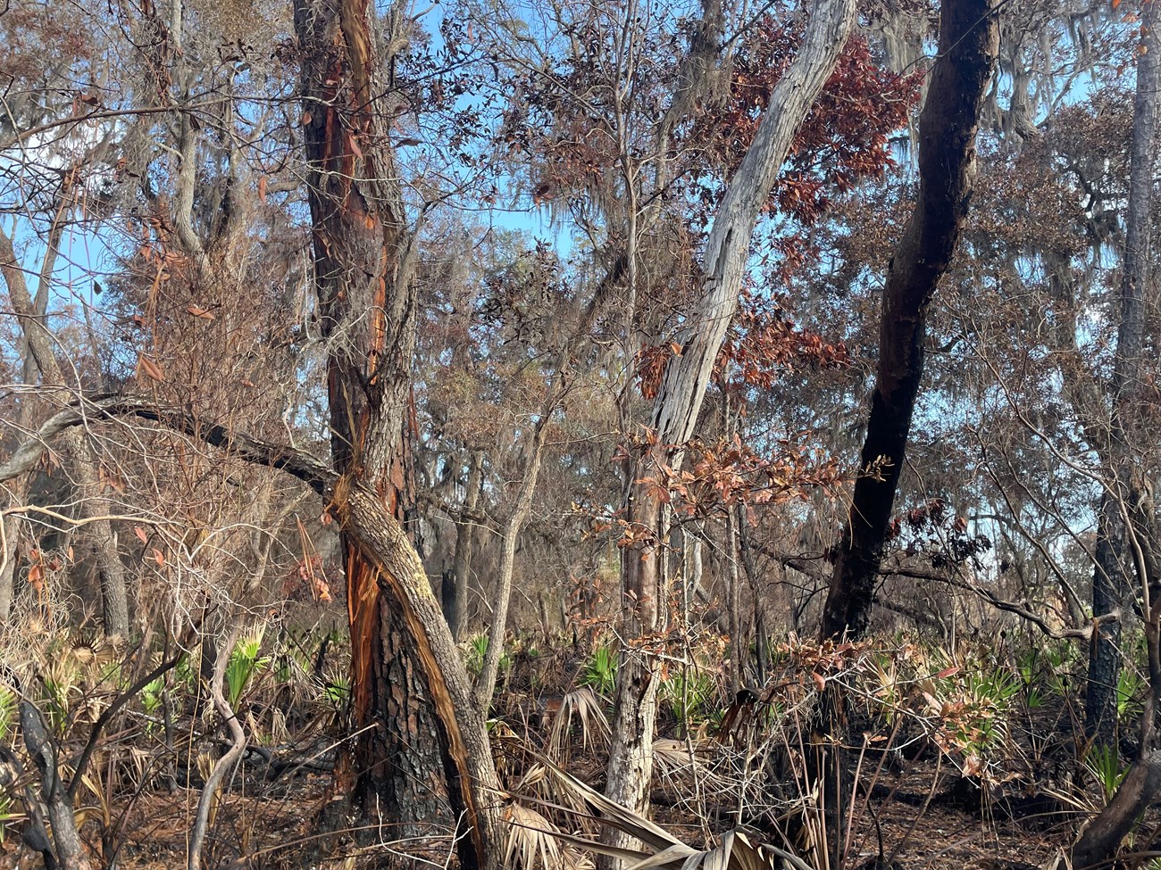 Pine tree hit by lightning