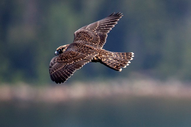 lt= A mottled brown bird of prey looks over its shoulder as it soars through the sky.