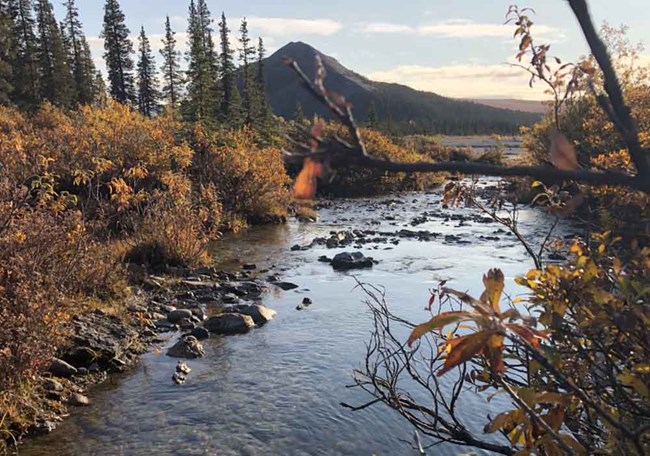 An Arctic stream in fall color.