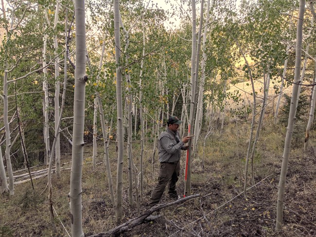 Scientist monitors aspen in Great Basin National Park Man in National Park Service field uniform takes measurements of an aspen tree.