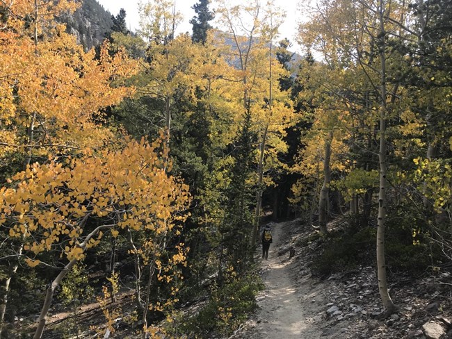 Hiker walks along trail surrounded by golden aspen.