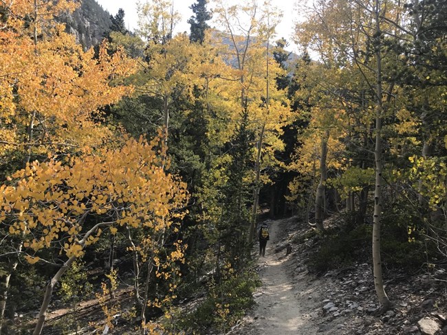 Aspen in Grand Canyon-Parashant National Monument Hiker walks along trail surrounded by golden aspen.