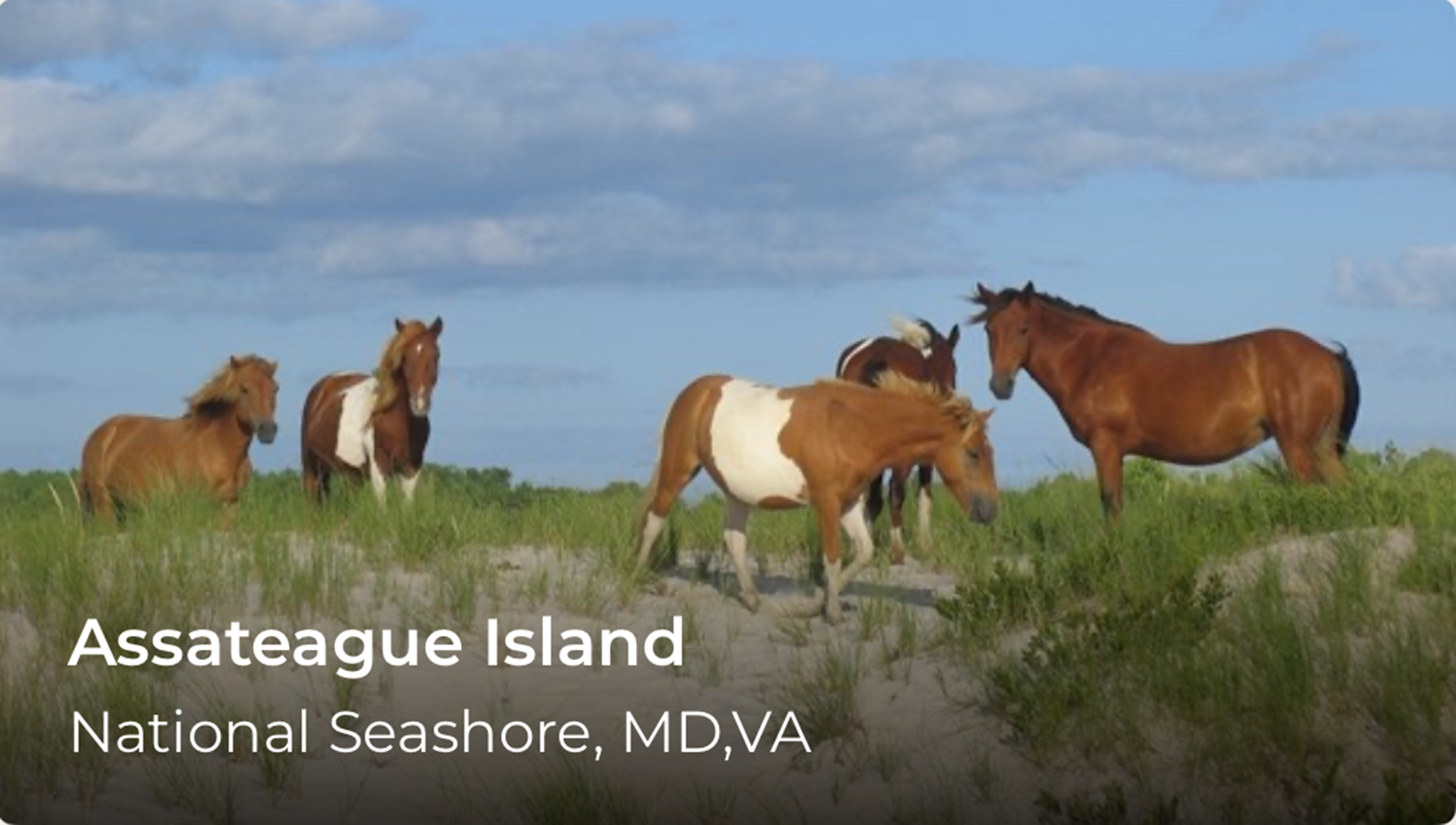 Horses on grass. Words over the image read, Assateague Island National Seashore.
