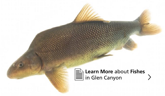 Learn more about fishes in Glen Canyon Learn more about fishes in Glen Canyon