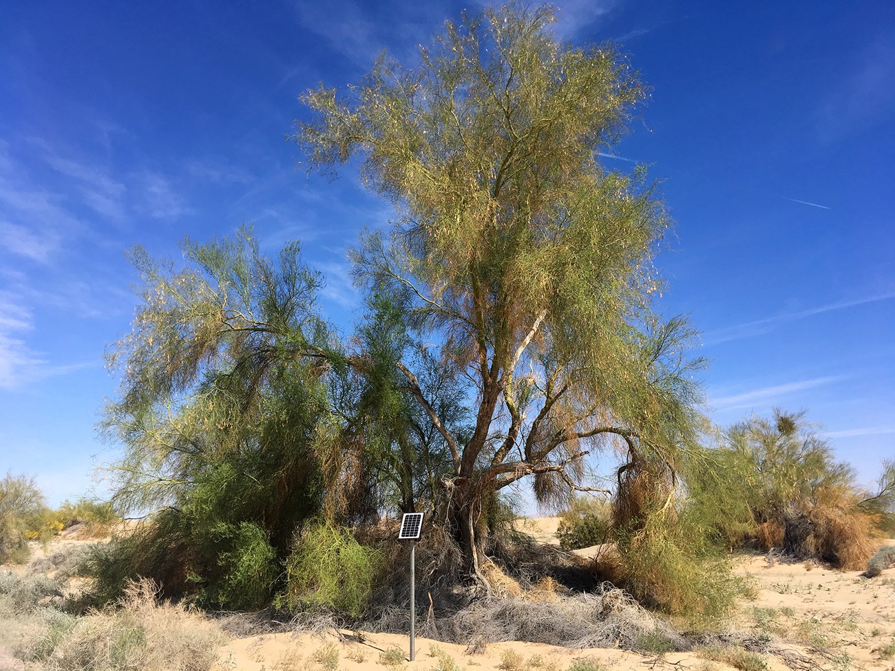 Audio detector in the California desert stands in sand in front of a tree against a blue sky.