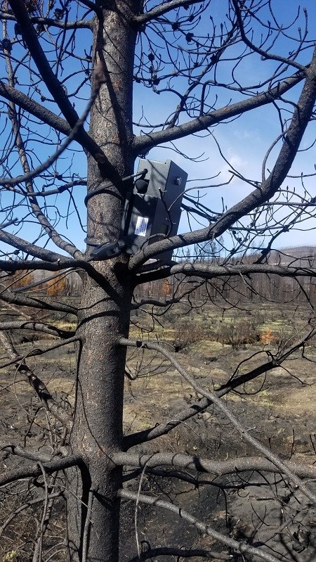 A gray box sits strapped to the trunk of a bare tree. The surrounding ground is bare from fire damage