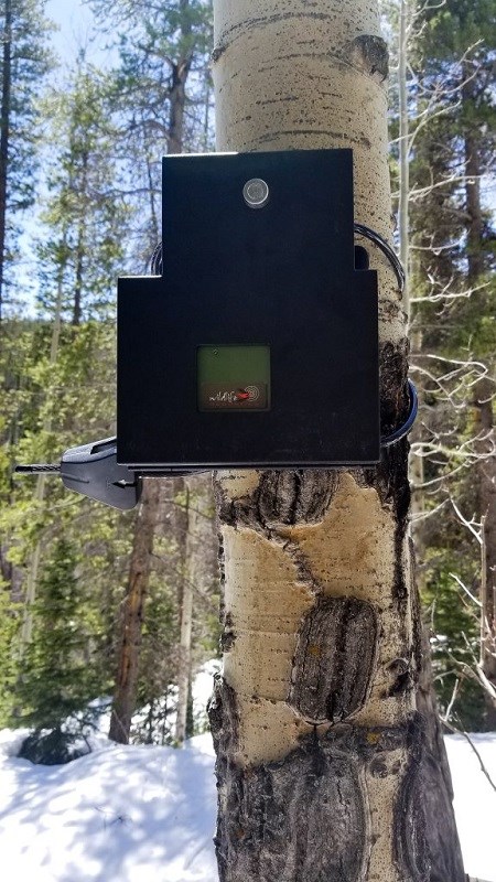 A black box with a small green screen sits strapped to the trunk of an aspen tree