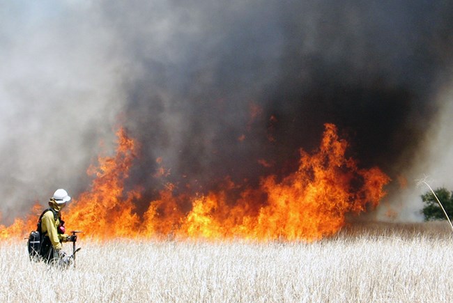 Avra Valley prescribed fire A firefighter monitors flames in dry grasses.