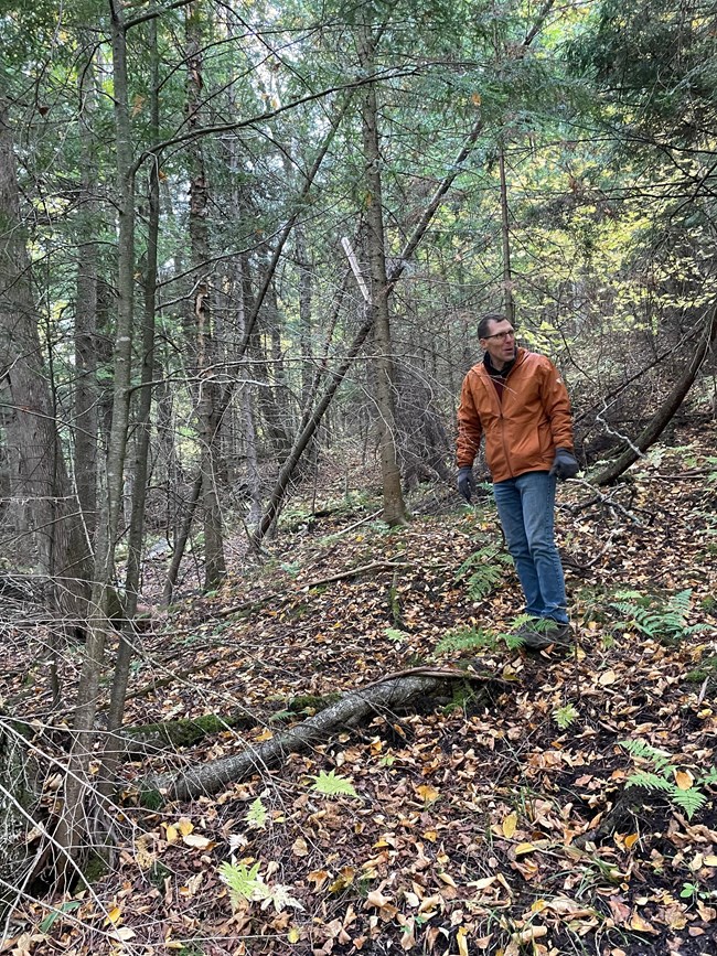 Mark walks through a forest with leaves on the ground.