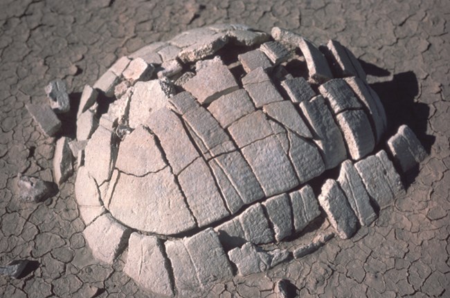 fossil tortoise