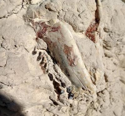 a white, red, and brown fossil jaw still lodged in a badlands formation