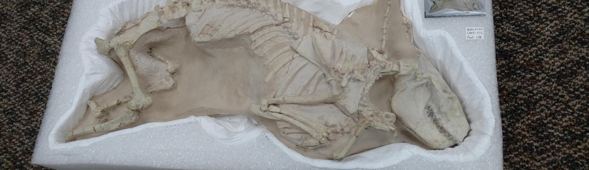 a full skeleton of an ancient mammal encased in rock and styrofoam