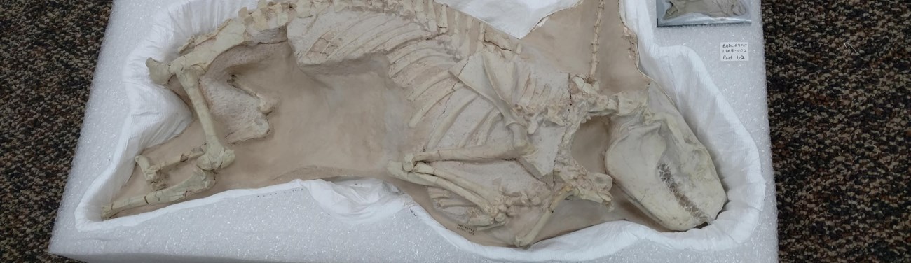 miniochoerus 1 a full skeleton of an ancient mammal encased in rock and styrofoam