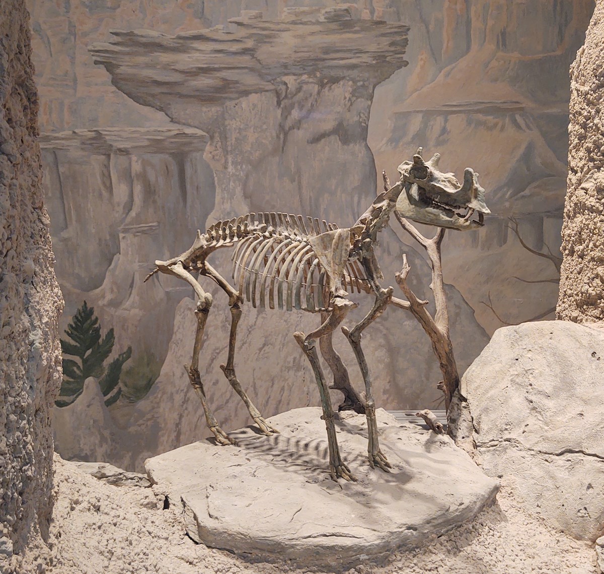museum display skeleton