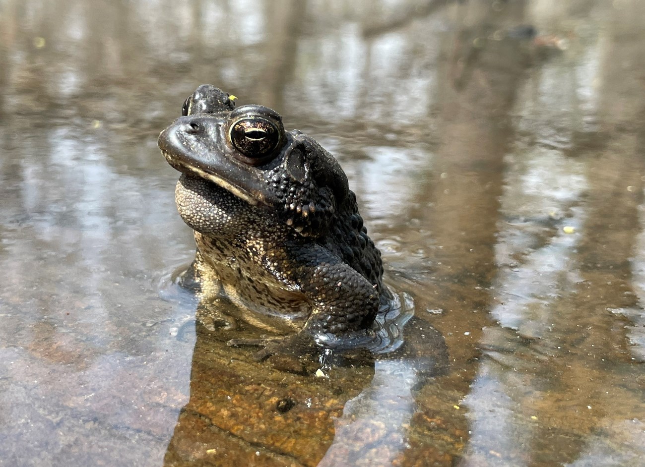 American toad (Bufo americanus)