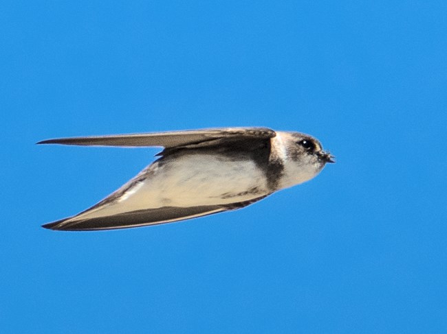Bank swallow Gray and white bird in flight with insect prey hanging out of its beak.