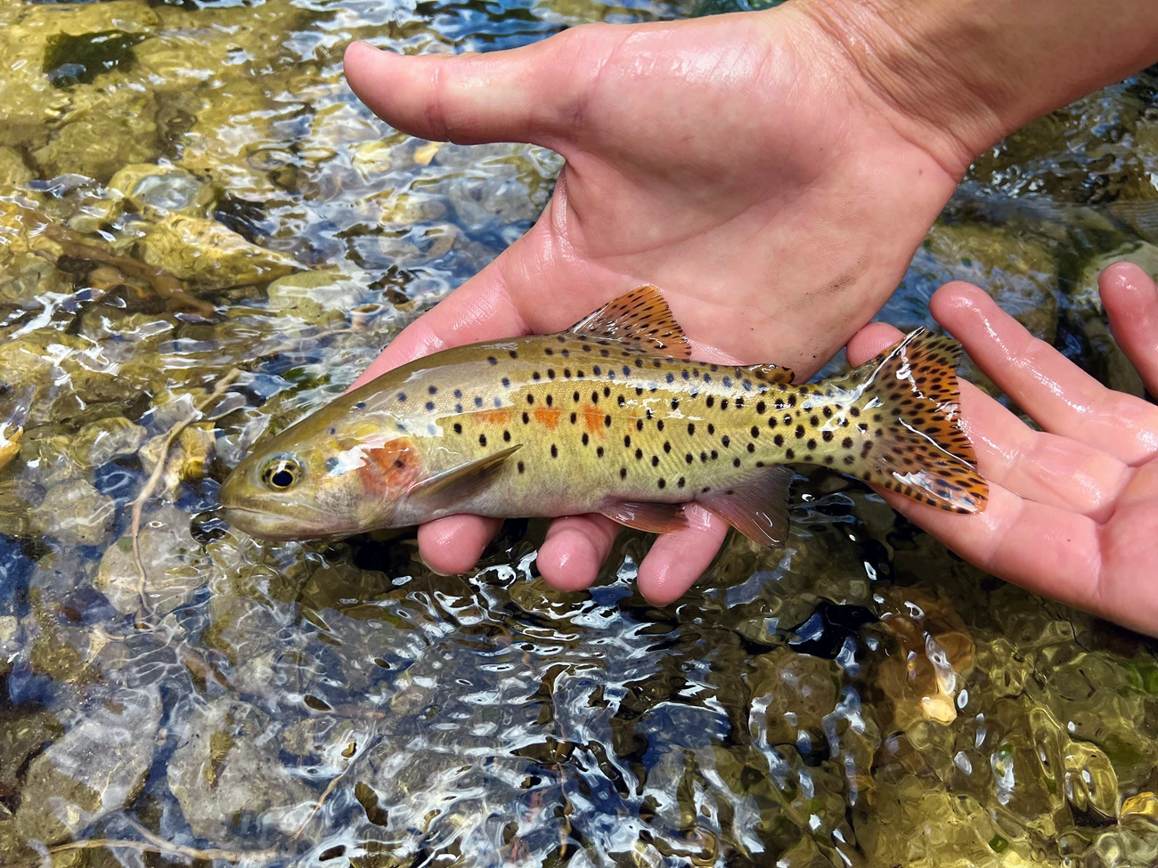 Bonneville cutthroat trout Hands hold a beautiful fish just over a flowing creek. The medium-sized fish is olive with a few red markings along its center and many small black dots that grow denser and more regularly spaced towards its tail fin.