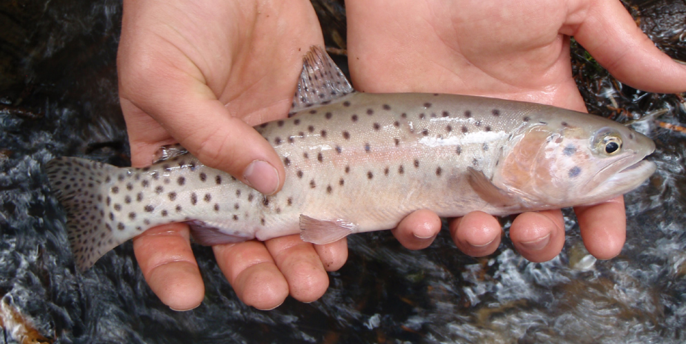 A Bonneville Cutthroat Trout being held above a stream