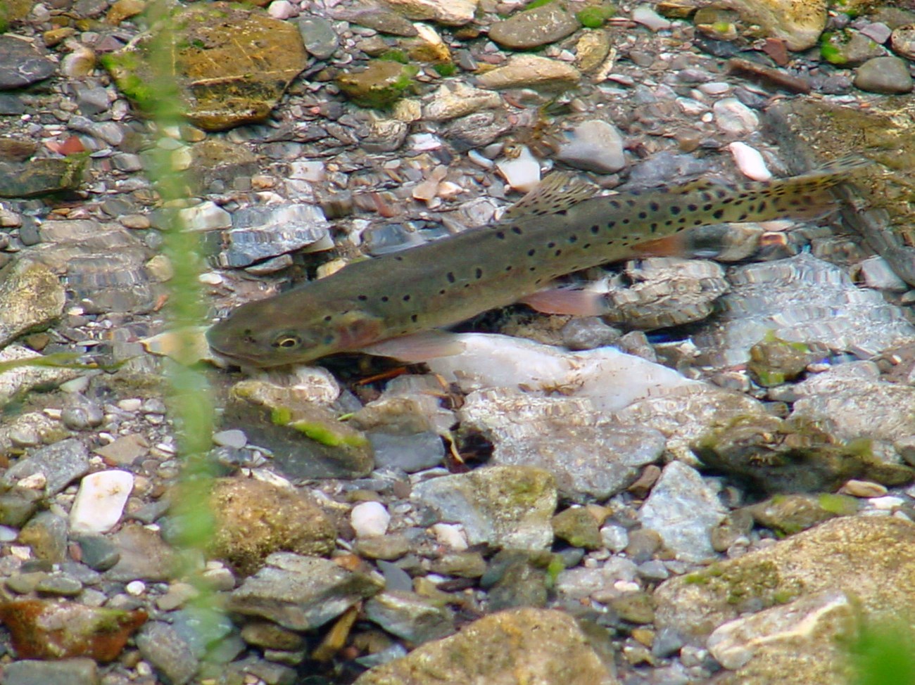 Bonneville cutthroat trout Pretty olive-colored fish with reddish markings and black dots swimming over gravel in a shallow stream.