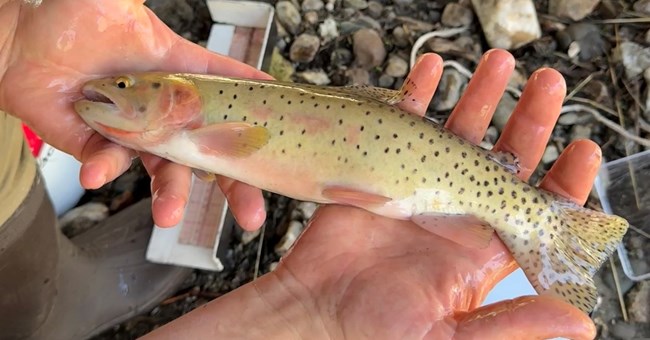 Bonneville cutthroat trout in hand