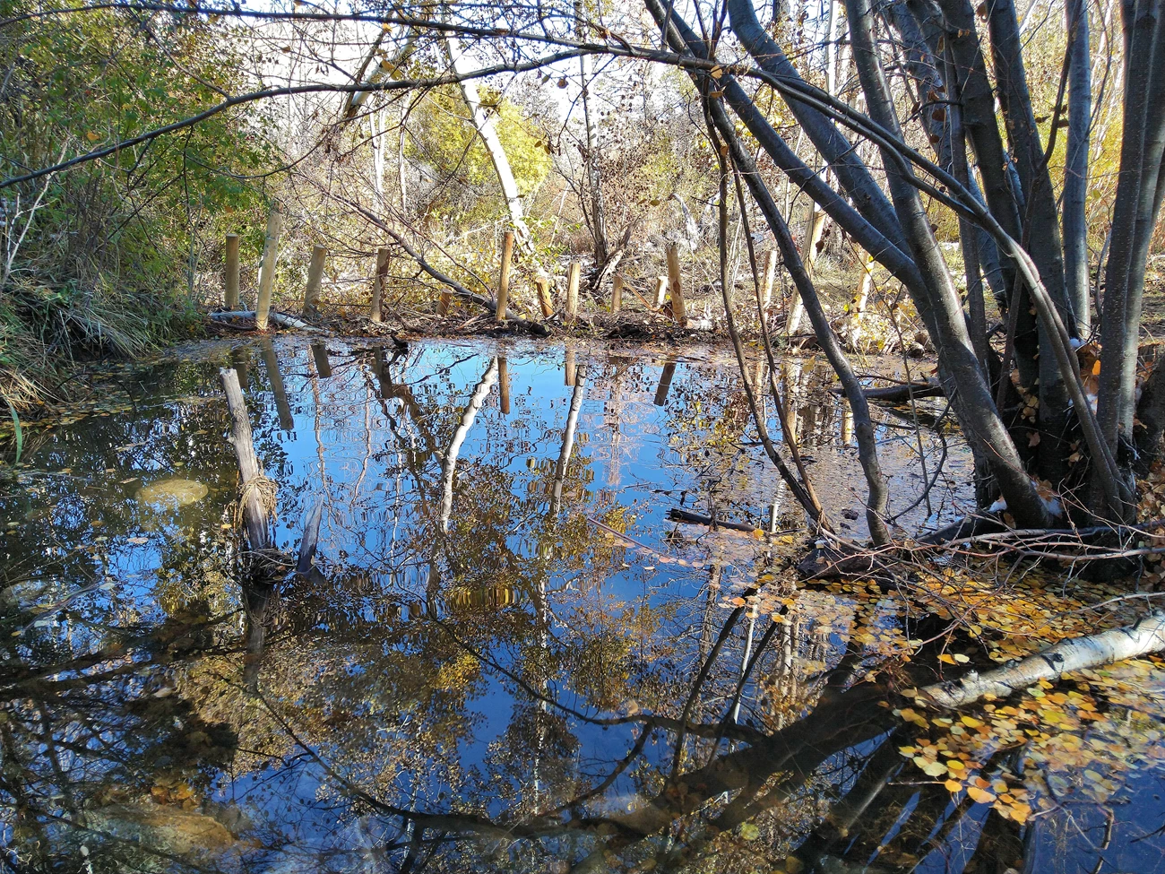 Deep pool Large pool reflecting surrounding trees and a blue sky. At the far end we see a series of posts holding up a dam of sticks, making the pool possible.