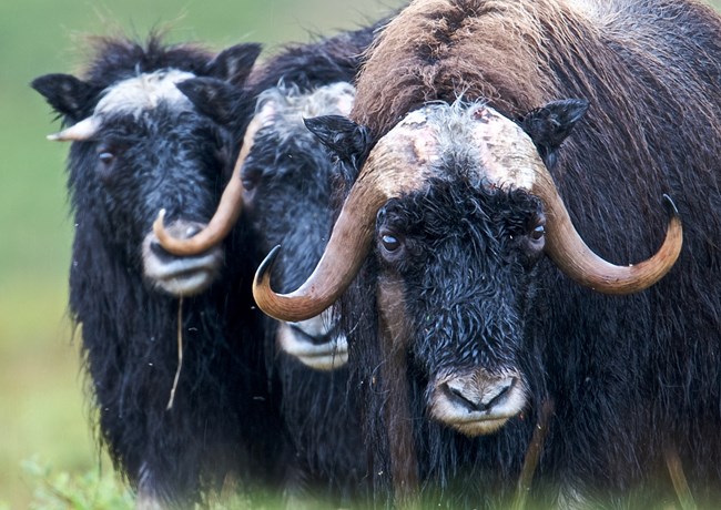 Close up of three muskoxen facing the camera.