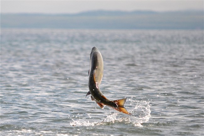 A fish jumps out of the water.