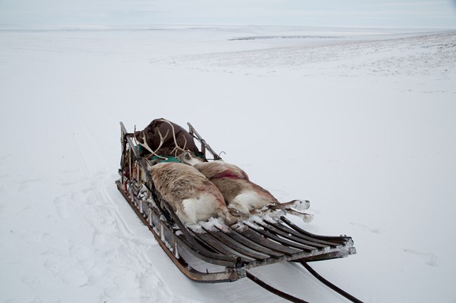 Two dead caribou on a sled.