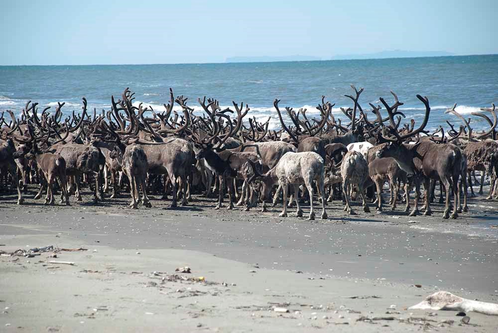A reindeer herd on the beach.