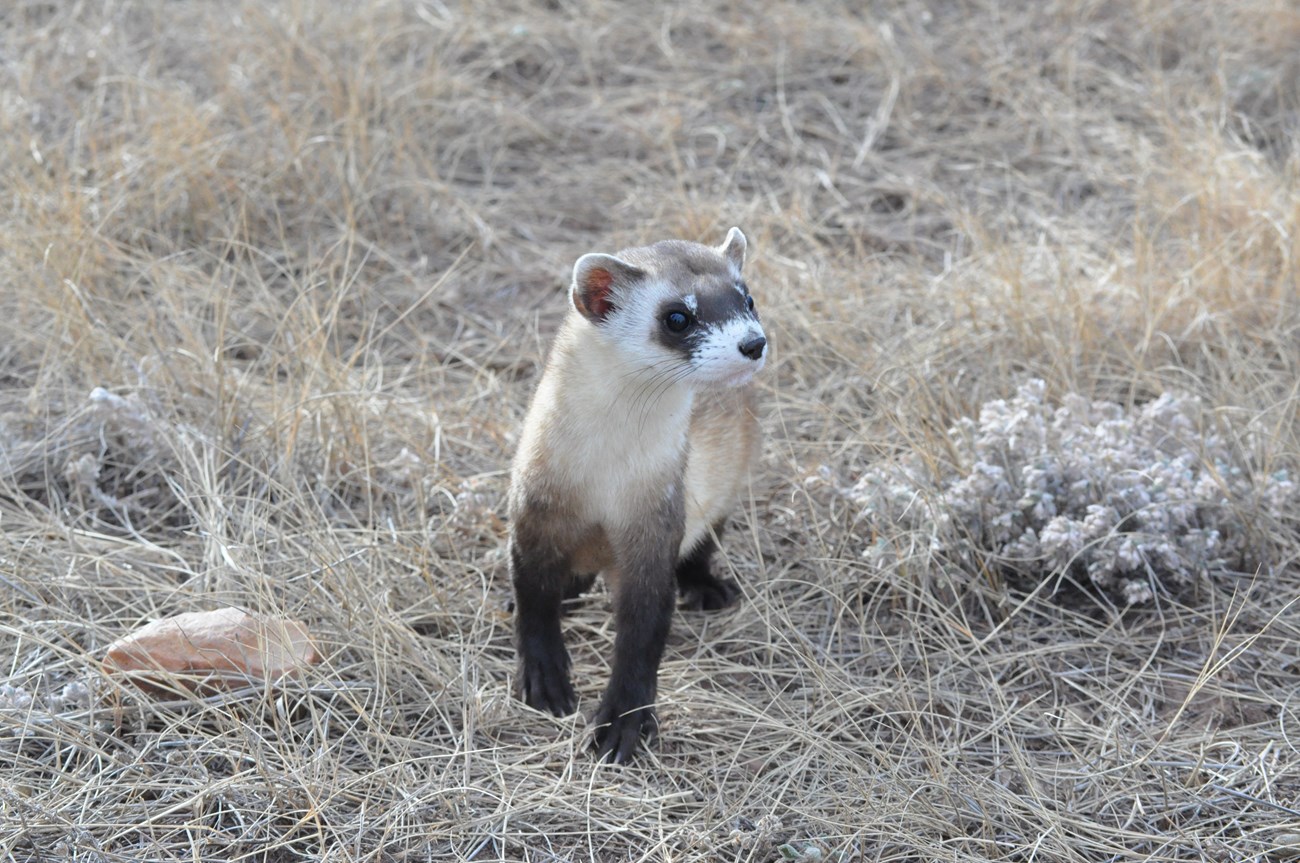 Zoomed in photo of a Black Footed Ferret walking through the prairie.
