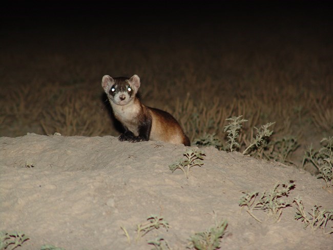 in the dark, a ferret's eyes shine bright green as it peers out of a burrow