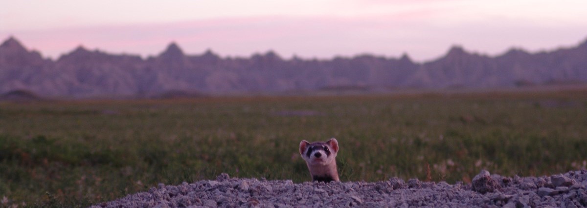 bff a ferret sticks its head out of a burrow with badlands and pink sunset in the background