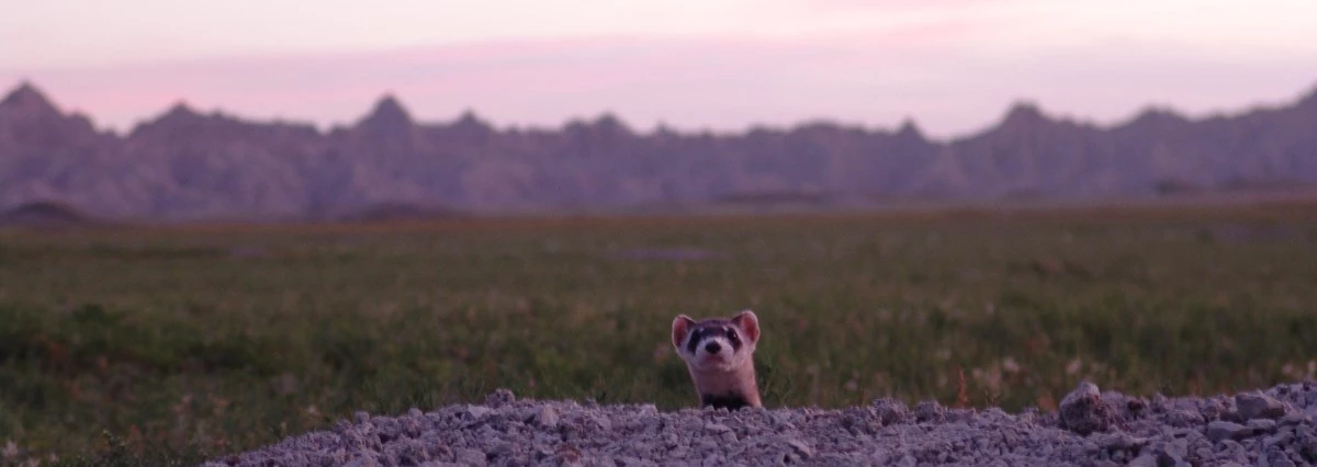 bff a ferret sticks its head out of a burrow with badlands and pink sunset in the background