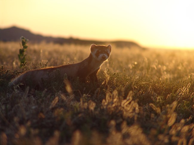 a black footed ferret steps out into prairie grasses, all covered in golden sunlight as dusk sets in
