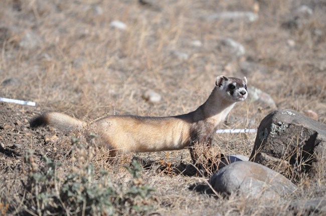 A Black Footed Ferret stands on a grassy and rocky terrain, its body stretched out.