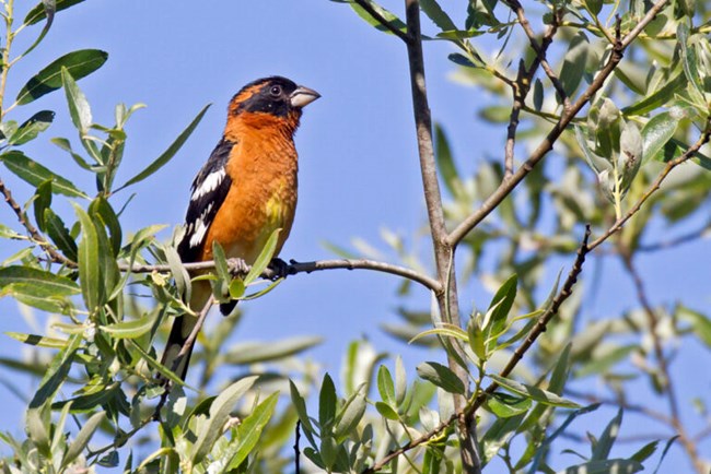 Black-headed Grosbeak perched on a branch