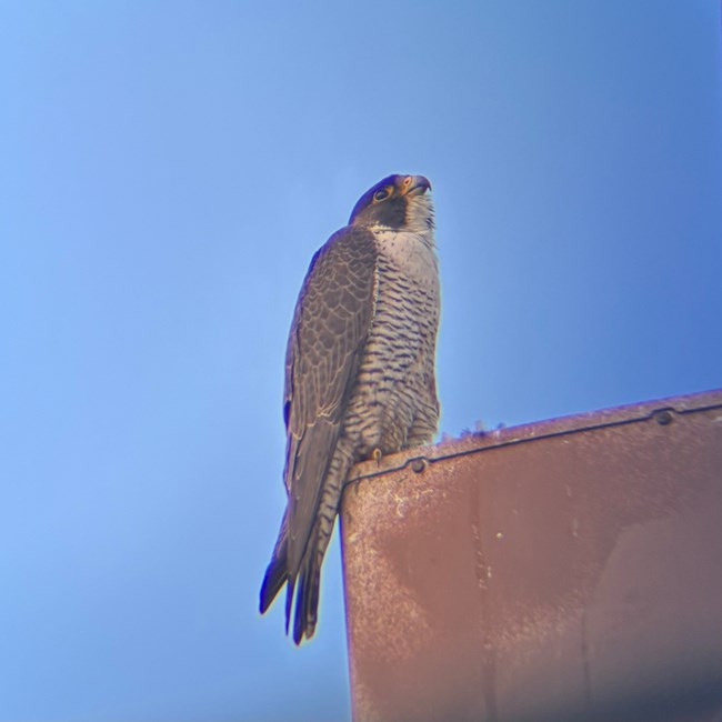 An adult peregrine falcon sits on the corner of a building with pigeon feathers near its feet.