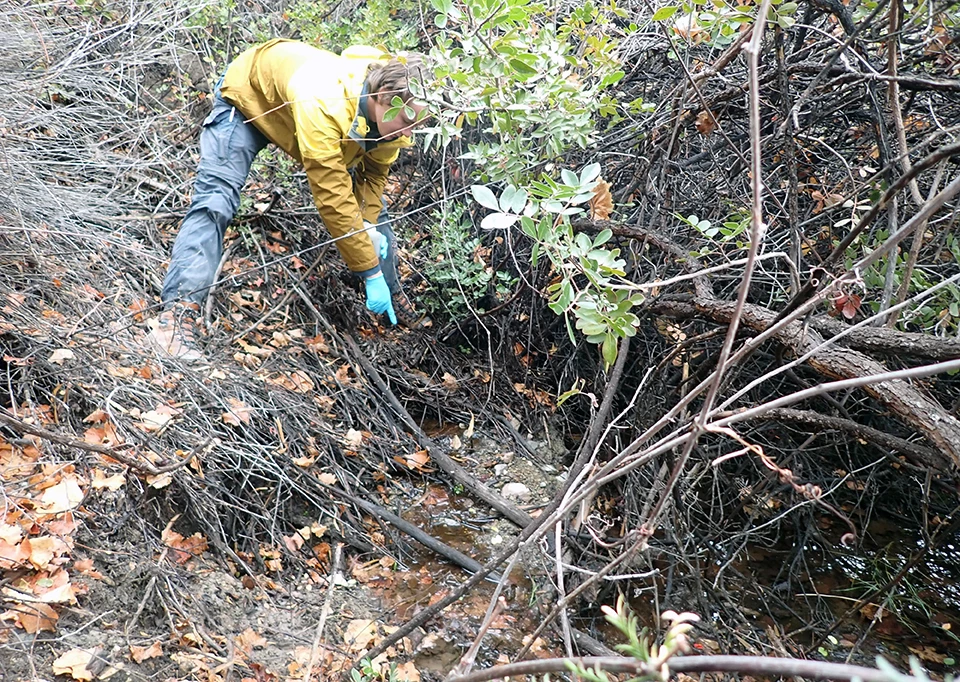 Chilicotal Spring Complex A person points to a small, wetted area dotted by leaves beneath thick shrubs on a bank.