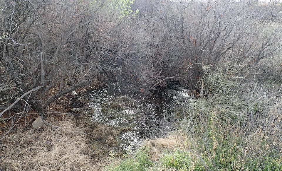 Government Spring A pool of water surrounded by grasses, and leafless trees. Leaf litter partially covers the surface of the water.