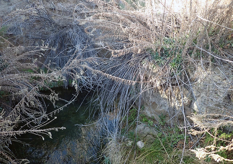 Grapevine Spring A shaded pool surrounded and somewhat obscured by overhanging, dry vegetation on the banks, and bright green plants growing on the bank.