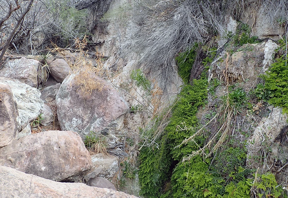 Mule Ears Spring Bright green ferns growing on a cliff wall, with a trickle of water flowing under the ferns into a drainage surrounded by large boulders.