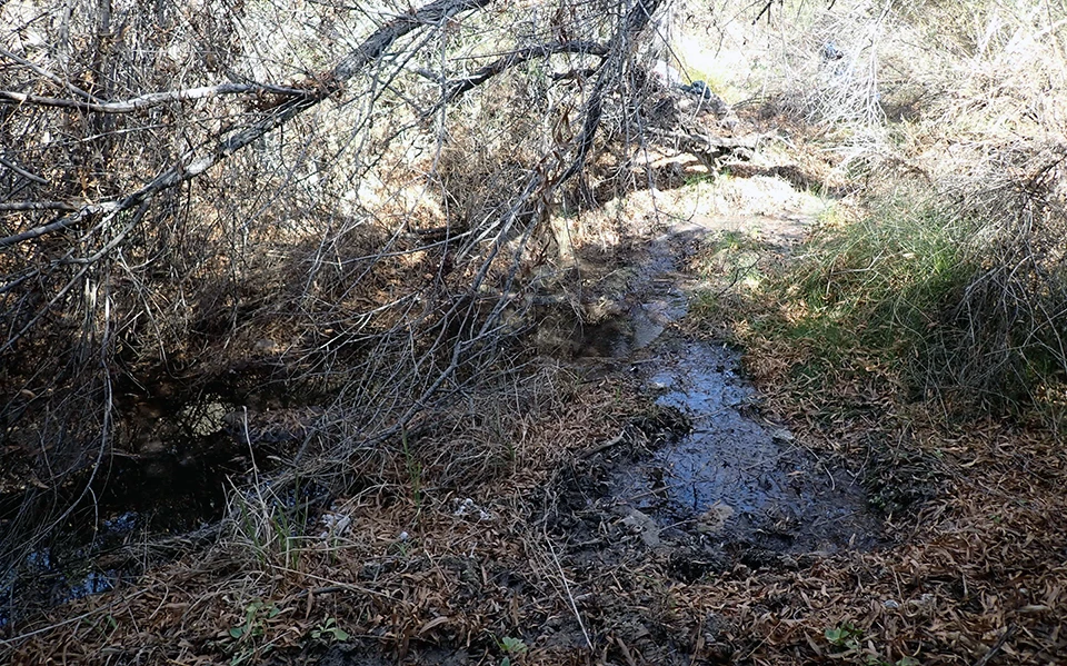 Peña Spring 1 Two wetted areas inside a streambed in a shaded area under a leafless tree branch. The surface water is surrounded by leaf litter and a few small rocks.