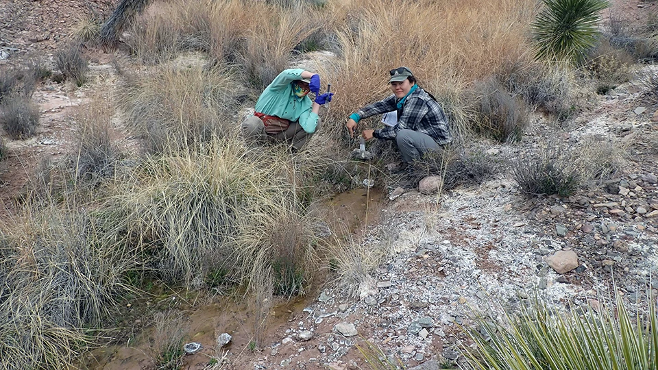Red Ass Spring Downstream of a clump of trees, two people point to the upstream edge of a shallow, silty stream lined by mineral deposits and gravel on one side and yellow grasses on the other that continues out of the image on the lower left.