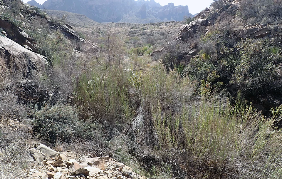 Rough Spring B Shrubs fill the inside of a rocky, desert drainage, with large mountains in the background.