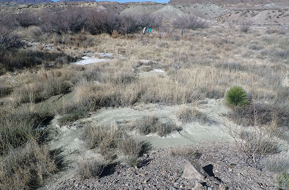 Screwbean Spring Leafless mesquite trees behind shallow channels winding through dried grasses, leading to an open, grassy area. Mineral deposits coat the banks in some wetted areas.