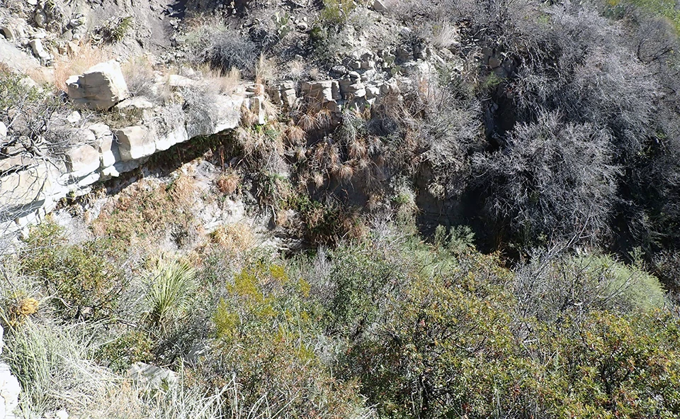 Shelf Spring A rock face covered in green plants (a hanging garden) where water trickles out and down towards green shrubs and trees inside a drainage.