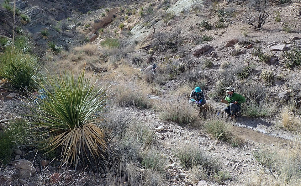 Tiptoe Spring Two people crouch near a shallow, silty pool inside a drainage lined with dried grasses and flanked by steeper slopes. Shrubs dot the surrounding rocky hillsides.