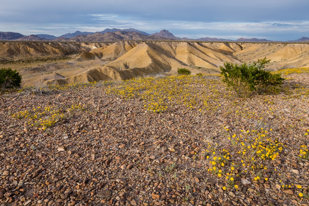 Yellow flowers blanket badlands and mountains under a hot sun.
