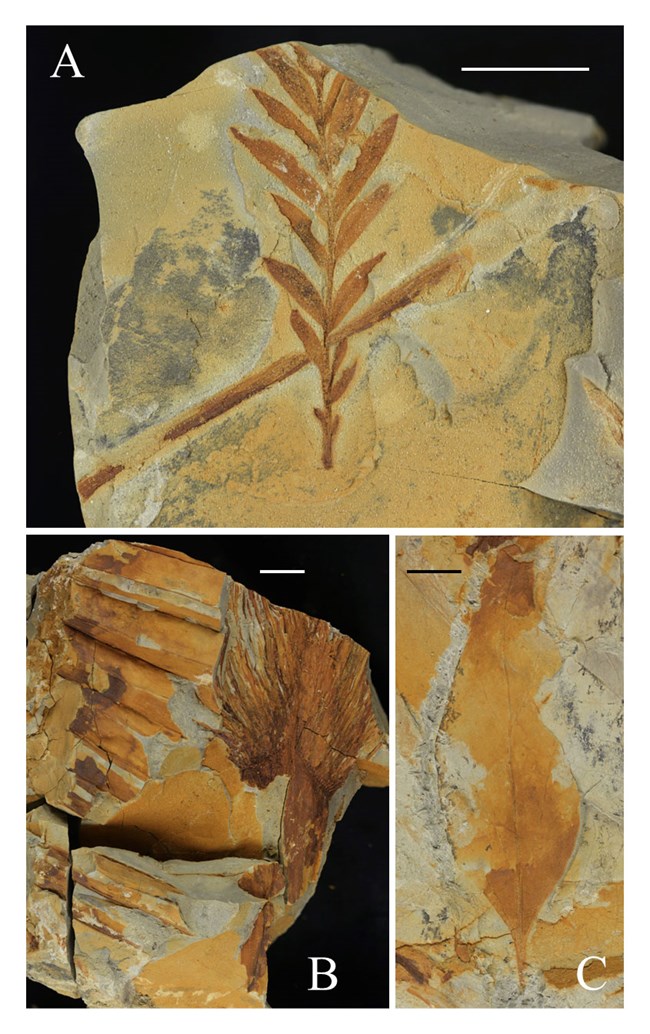 BIBEnewsletter_figure_4 Three photos of fossil plant impressions.