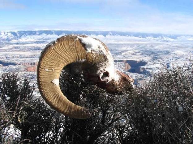 Bighorn sheep skull with horns covered in snow and on a branch